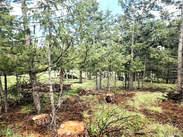 a view of yard with trees