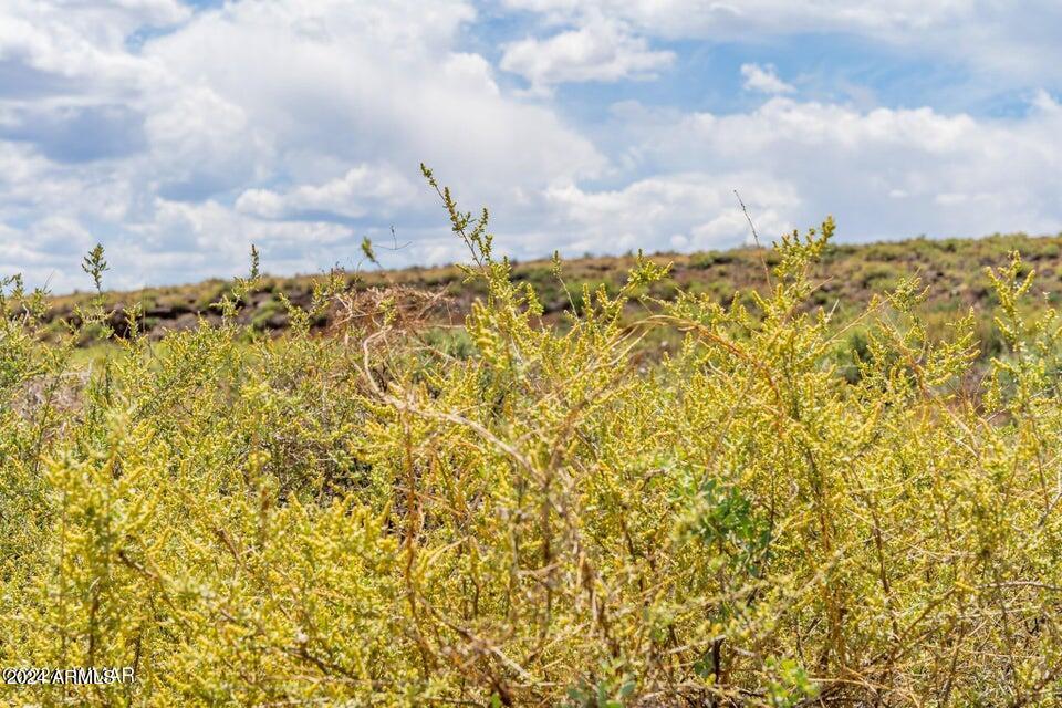 35 Ranch Road, Unit 59 Concho, AZ 85924 - Photo 10 of 25 20240826025943962780000000-o