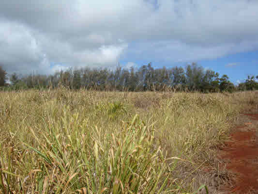 6020 Koolau Road, Unit 56 Kilauea, HI 96754 - Photo 7 of 9 a view of lake and mountain