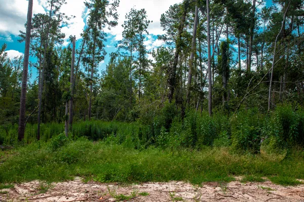 $95,000 | Lot 2 Furey Drive, Clarks Hill, SC 29821