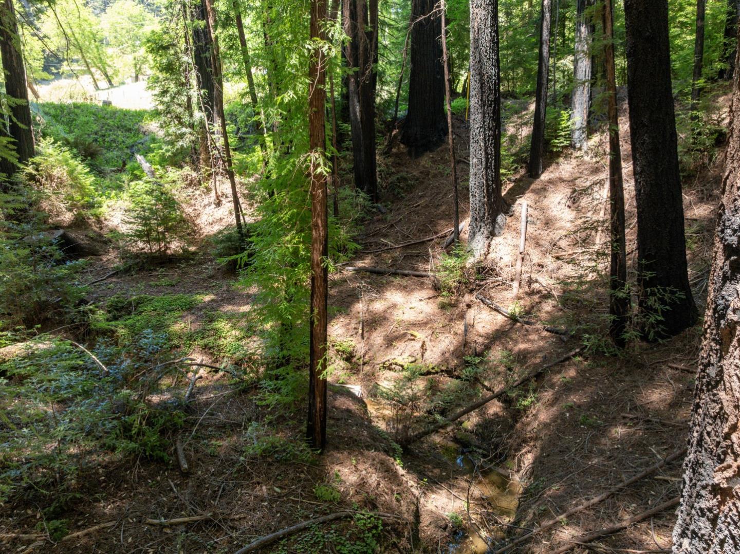 Lot 17 Branson Ranch Boulder Creek, CA 95006 - Photo 32 of 45 a view of a tree in the forest
