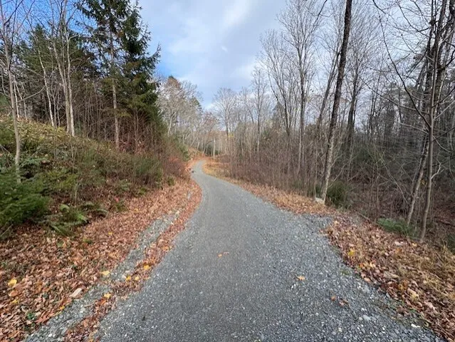a view of a forest with trees in the background