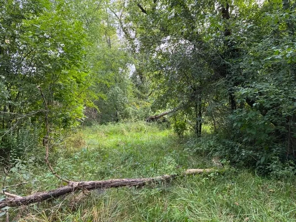 a view of a lush green forest with lots of trees