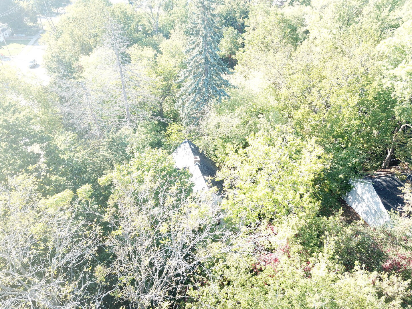 1504 West Glen Flora Avenue Waukegan, IL 60085 - Photo 9 of 9 a close up of a tree