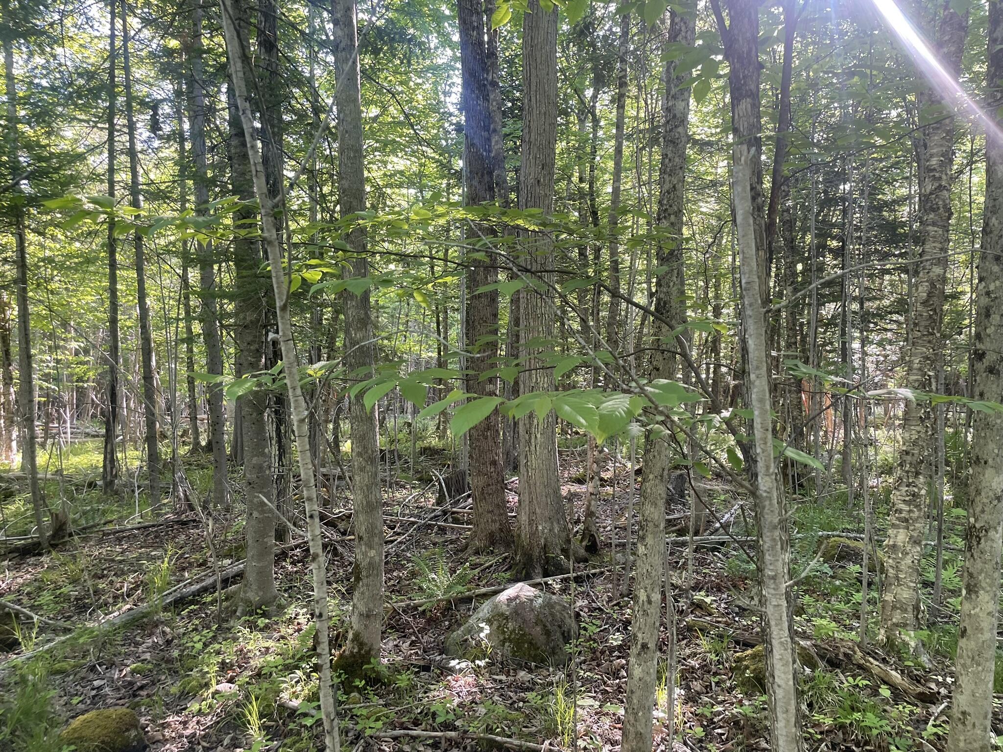 0 Macomber Road Readfield, ME 04355 - Photo 42 of 61 IMG_5677