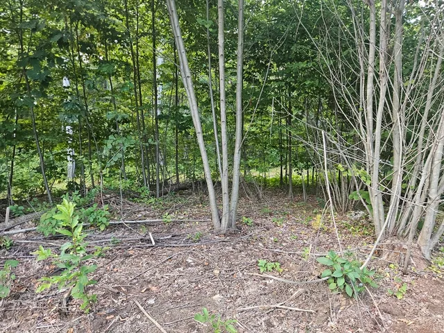 a view of outdoor space and garden