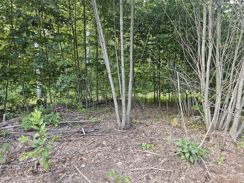 379 Adams Road New Braintree, MA 01531 - Photo 11 of 19 a view of outdoor space and garden