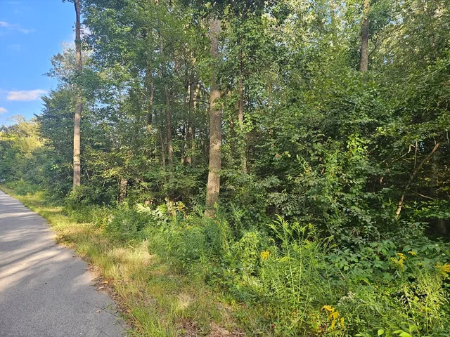 a view of a yard with plants and large trees