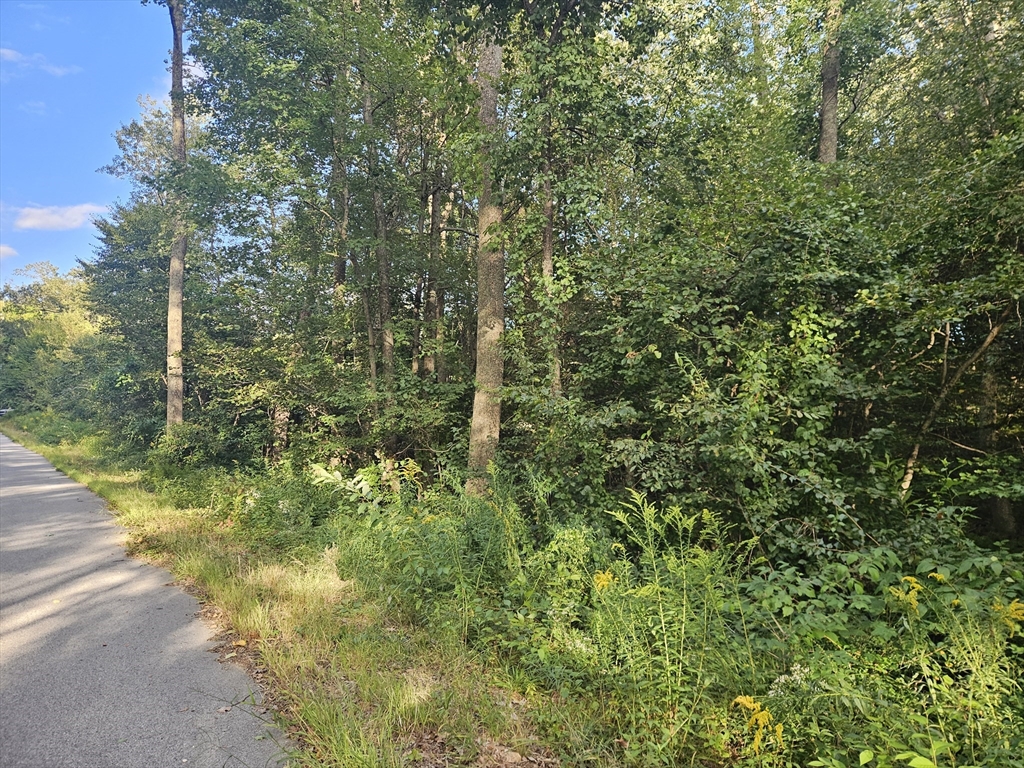 379 Adams Road New Braintree, MA 01531 - Photo 14 of 19 a view of a yard with plants and large trees