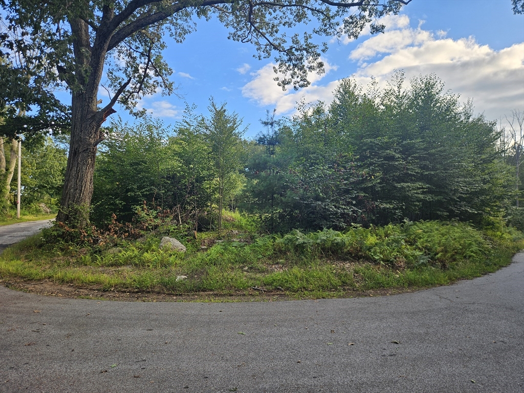 379 Adams Road New Braintree, MA 01531 - Photo 18 of 19 a view of a yard with plants and large trees
