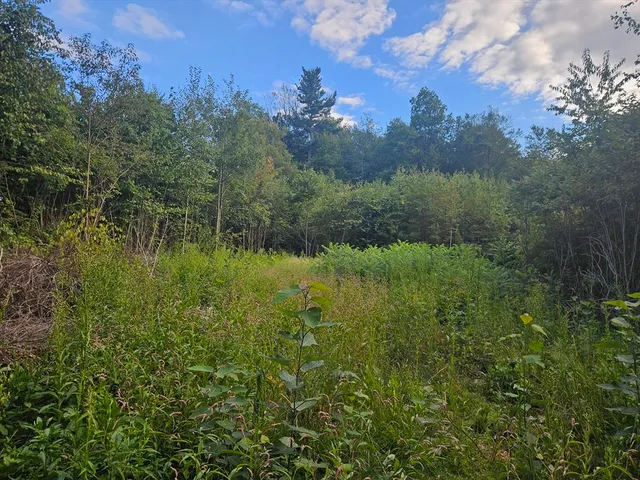 a view of a lush green forest with lots of palm trees
