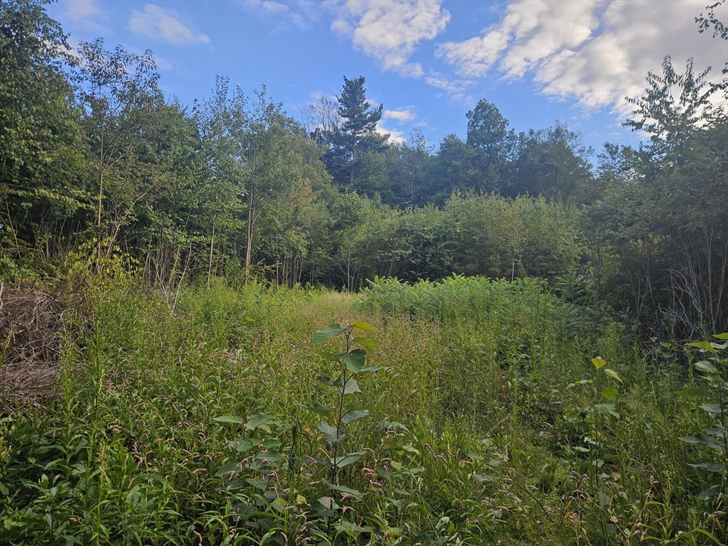 379 Adams Road New Braintree, MA 01531 - Photo 4 of 19 a view of a lush green forest with lots of palm trees