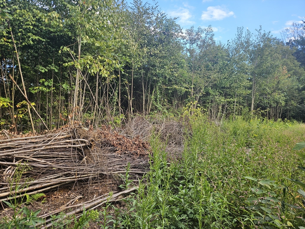 379 Adams Road New Braintree, MA 01531 - Photo 6 of 19 a backyard of a house with lots of green space