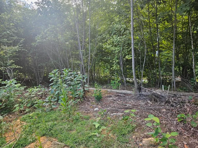 a view of a forest that has large trees