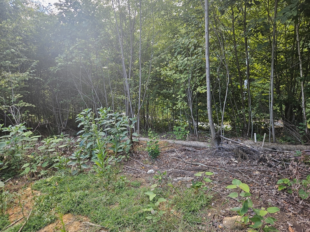 379 Adams Road New Braintree, MA 01531 - Photo 7 of 19 a view of a forest that has large trees