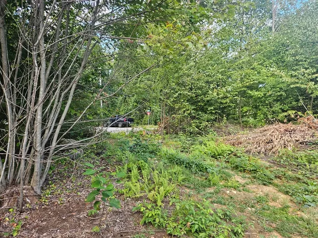 a plant view in a garden