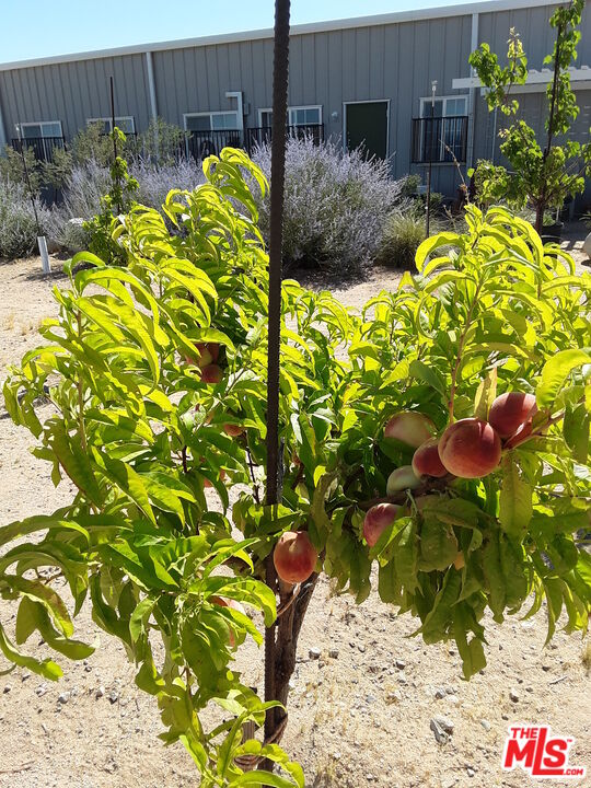 9025 Camp Rock Road Lucerne Valley, CA 92356 - Photo 54 of 54 a view of a garden with plants