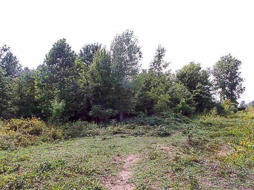 0 Ridge Oakley, MI 48649 - Photo 11 of 17