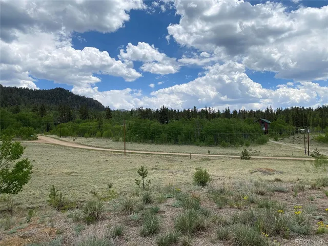 a view of a forest with a tree