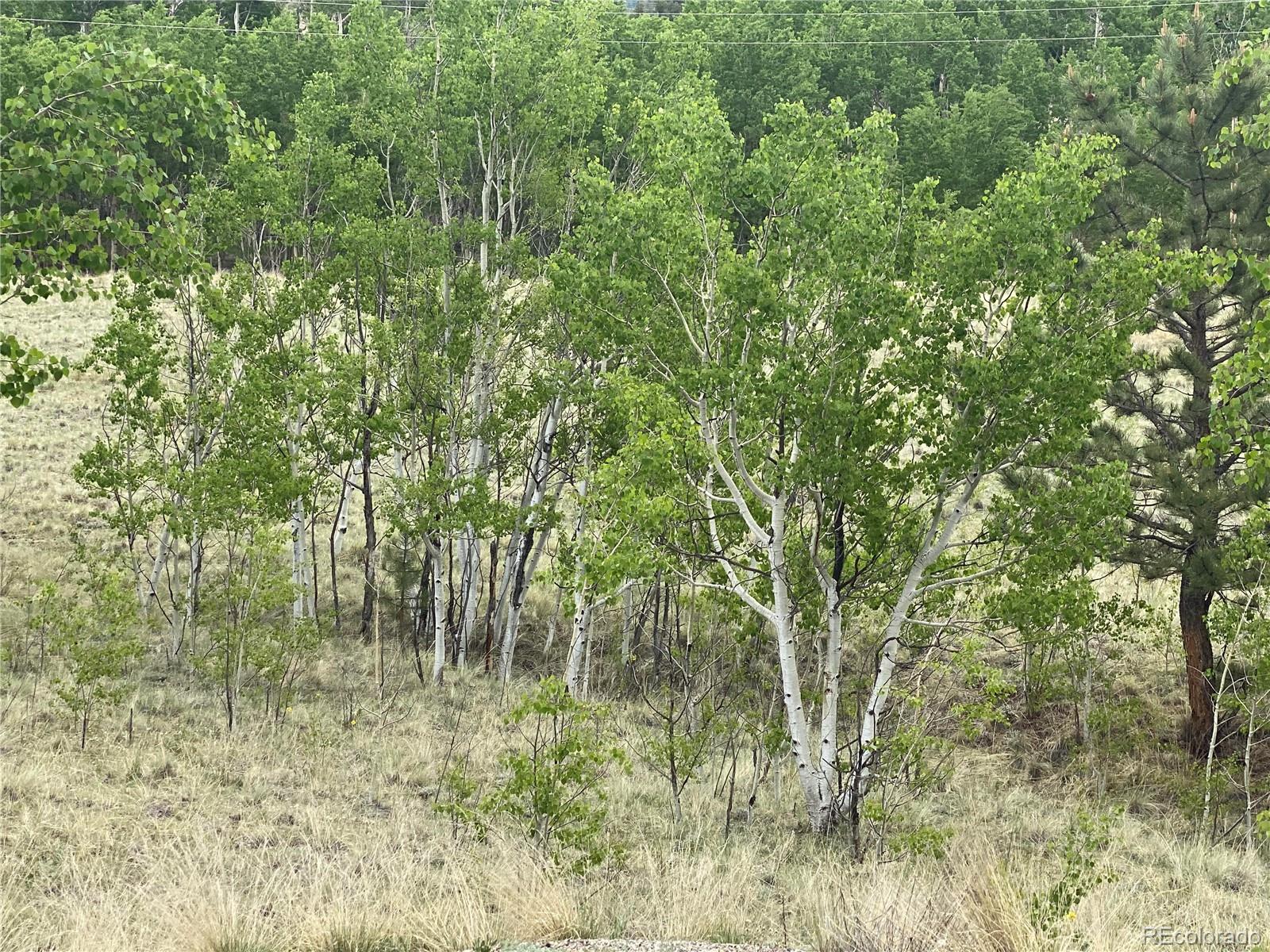 2071 Al Gulch Road Jefferson, CO 80456 - Photo 8 of 22 a view of a forest with a tree