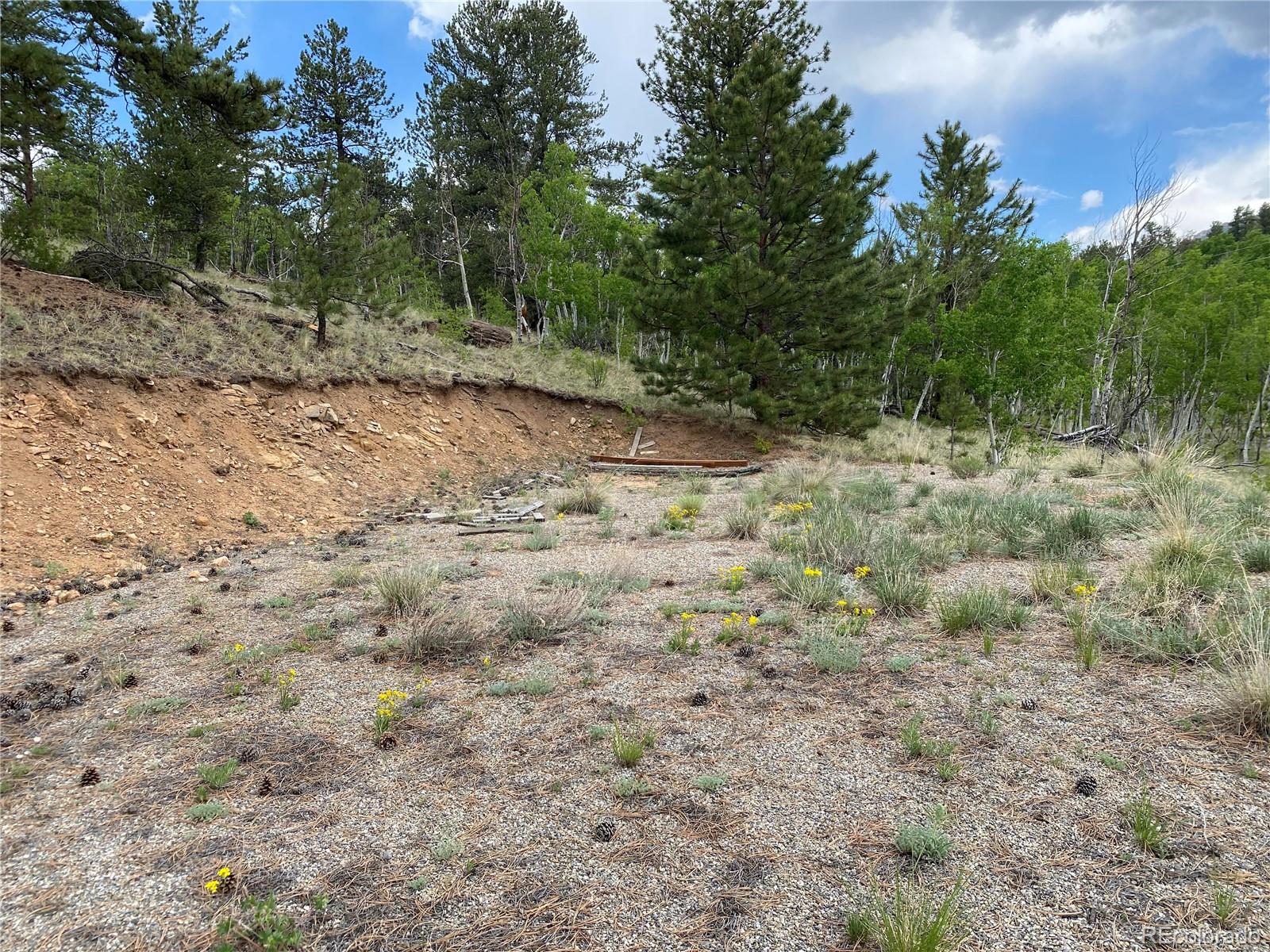 2071 Al Gulch Road Jefferson, CO 80456 - Photo 9 of 22 a view of a yard with large trees