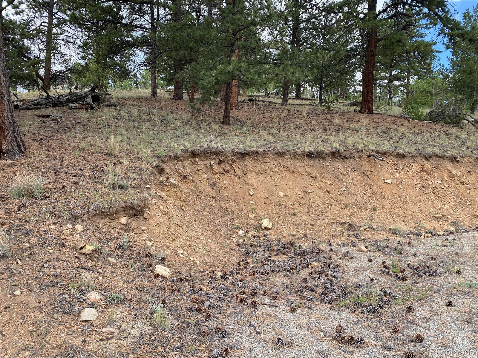 2071 Al Gulch Road Jefferson, CO 80456 - Photo 10 of 22 a view of a forest with trees