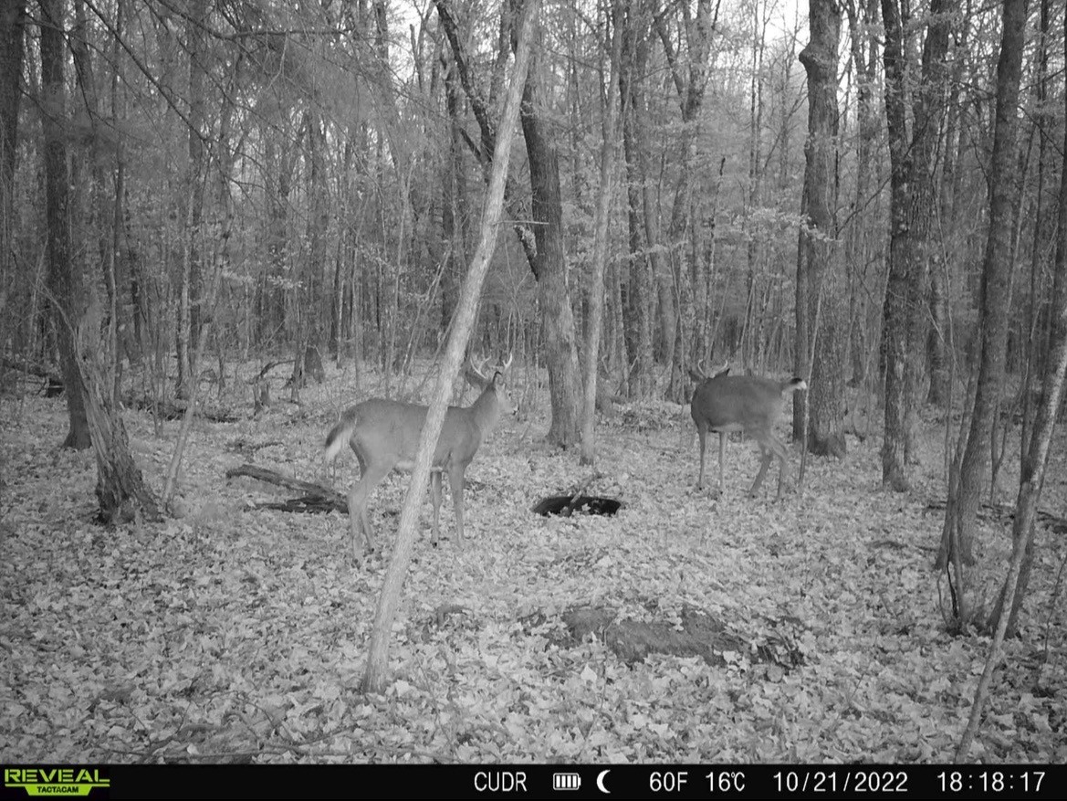 Lot 2 Delap Lane Couderay, WI 54828 - Photo 14 of 14