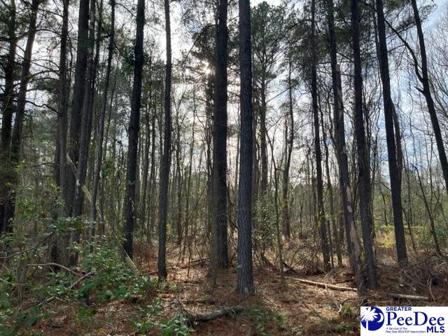 Lot 1 Log Cabin Road Darlington, SC 29532 - Photo 1 of 1 Gallery Image 1