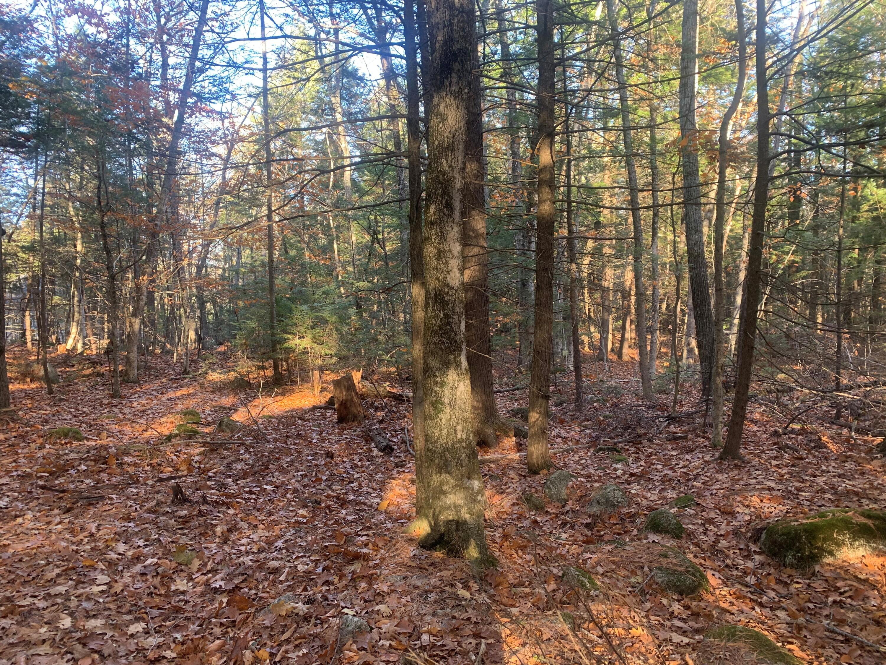 Lot#2 Candlewyck Road Windham, ME 04062 - Photo 6 of 7 Interior Lot1