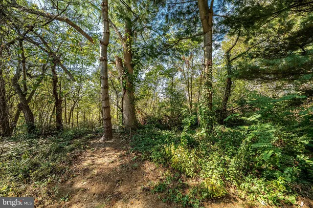 a view of a forest with trees in front of it