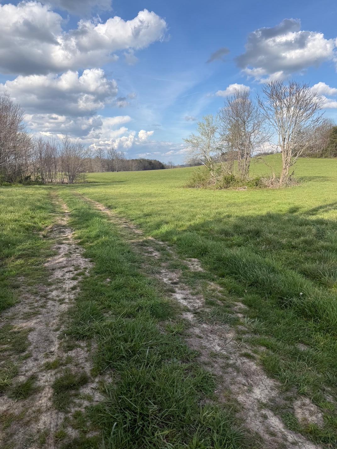 97.32 Griffith Road Pikeville, TN 37367 - Photo 4 of 11 IMG_0008