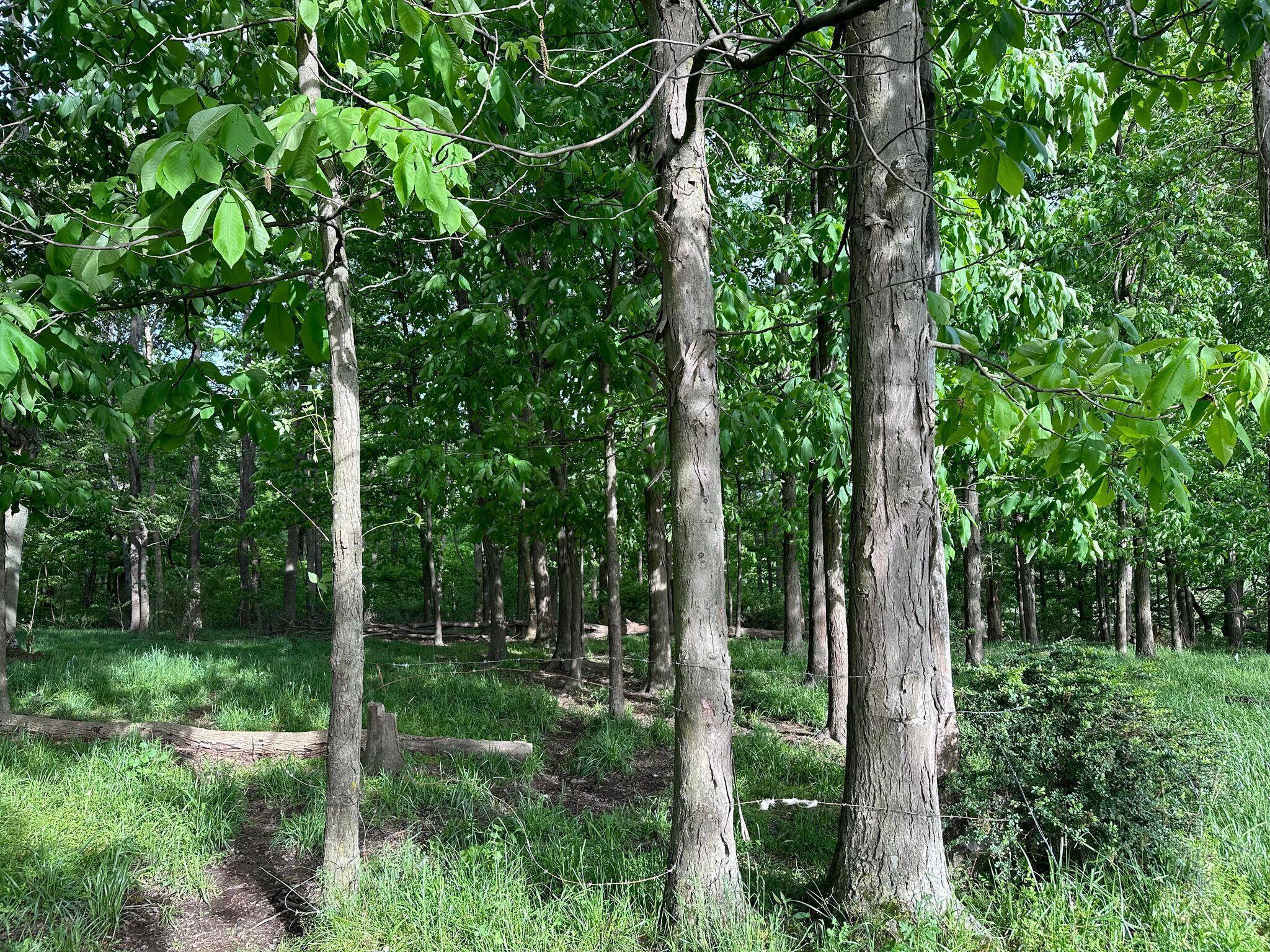 5159 Barr Road McConnelsville, OH 43756 - Photo 10 of 80 Woods