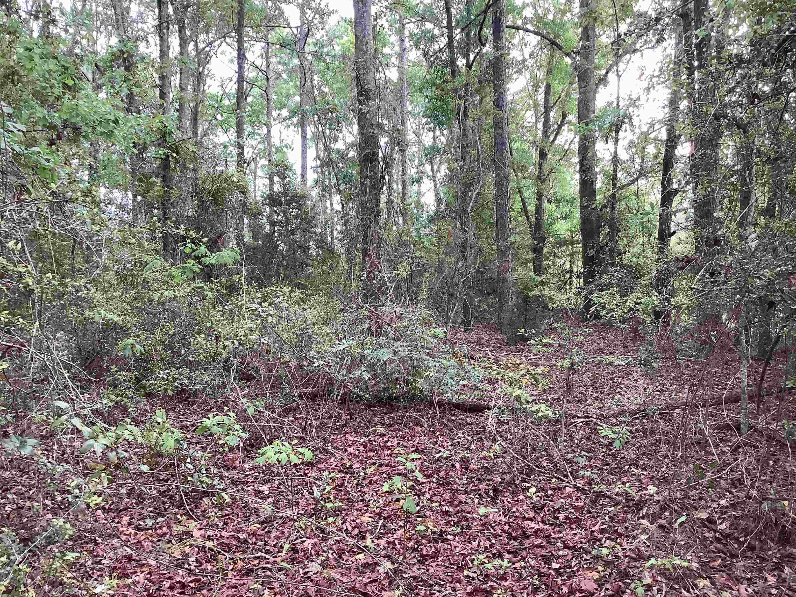 1 Adams Pond Road Opp, AL 36467 - Photo 4 of 6 Gallery Image 4