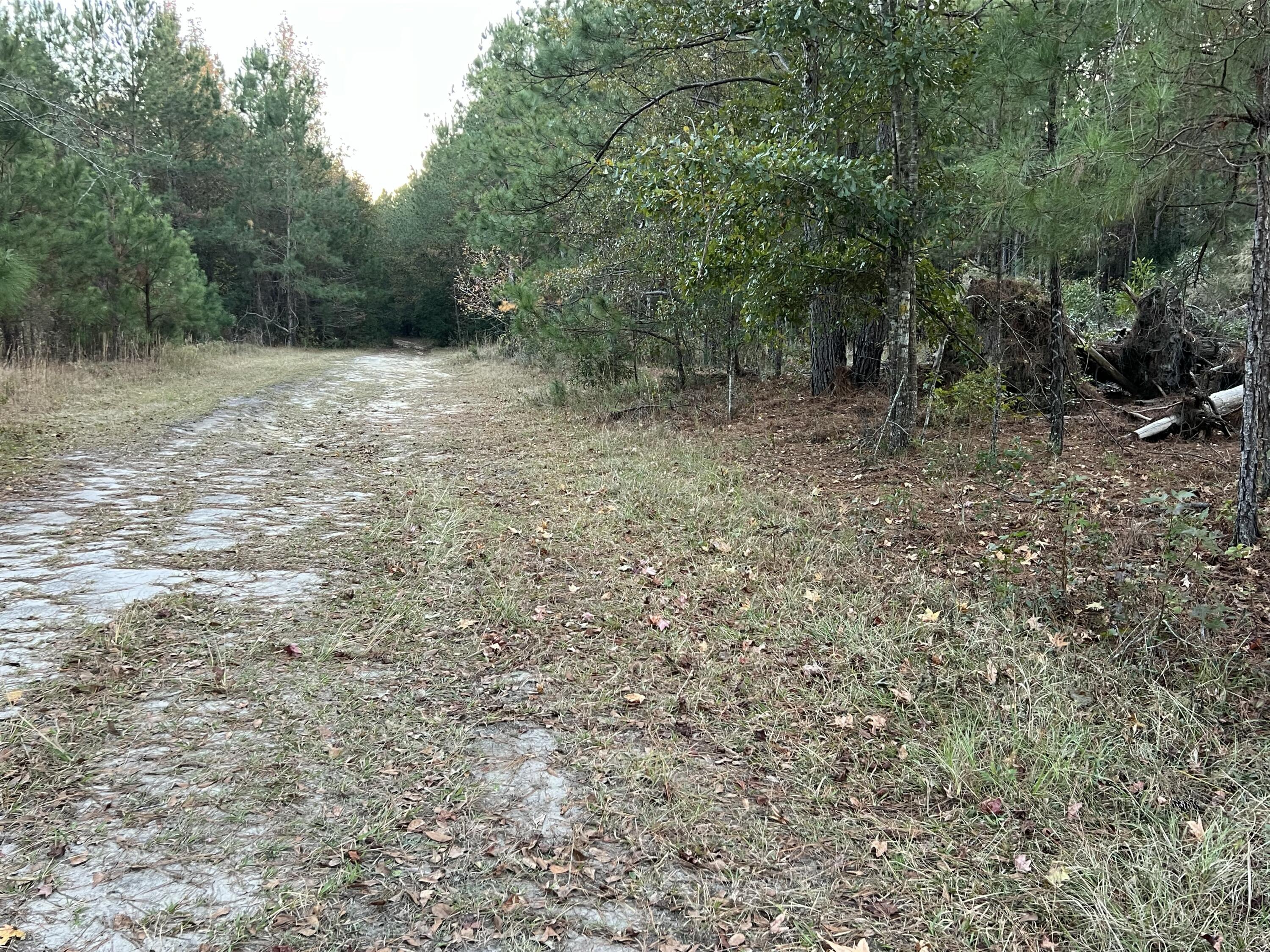 0 Smoak Road Walterboro, SC 29488 - Photo 10 of 12 IMG_4110
