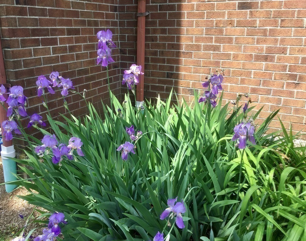 15 Davis Road, Unit B11 Acton, MA 01720 - Photo 15 of 20