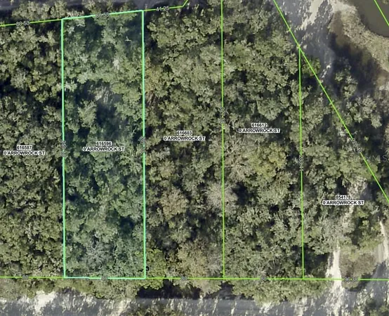 a view of a forest that has a tree