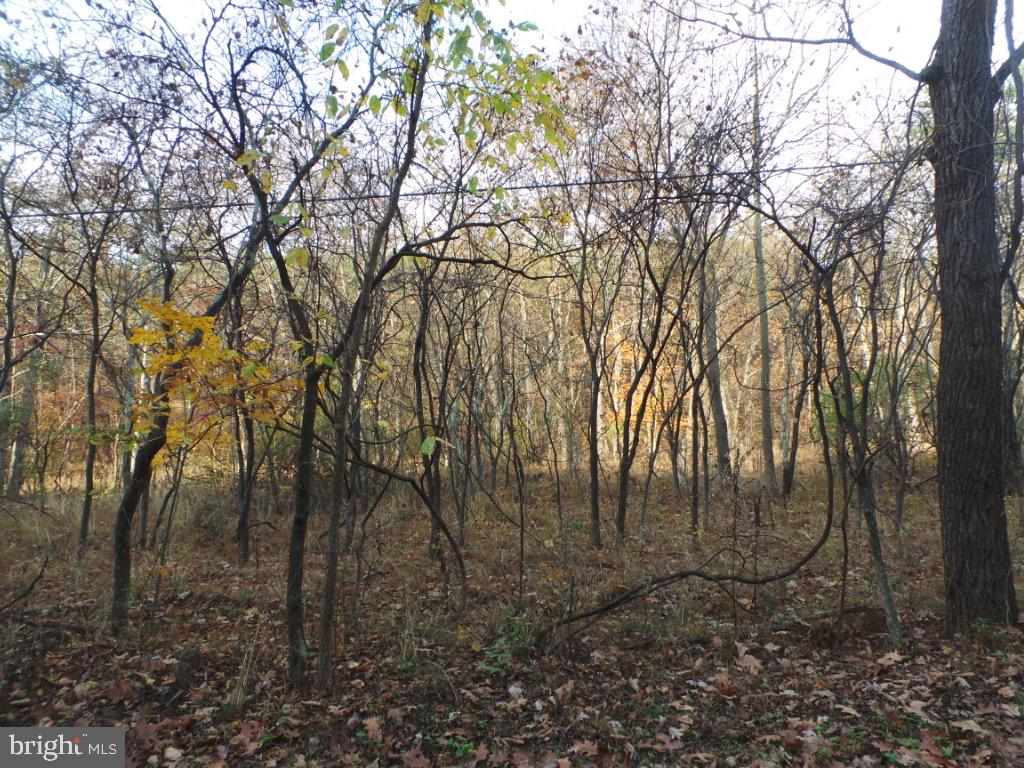 Mesner Road Berkeley Springs, WV 25411 - Photo 5 of 8