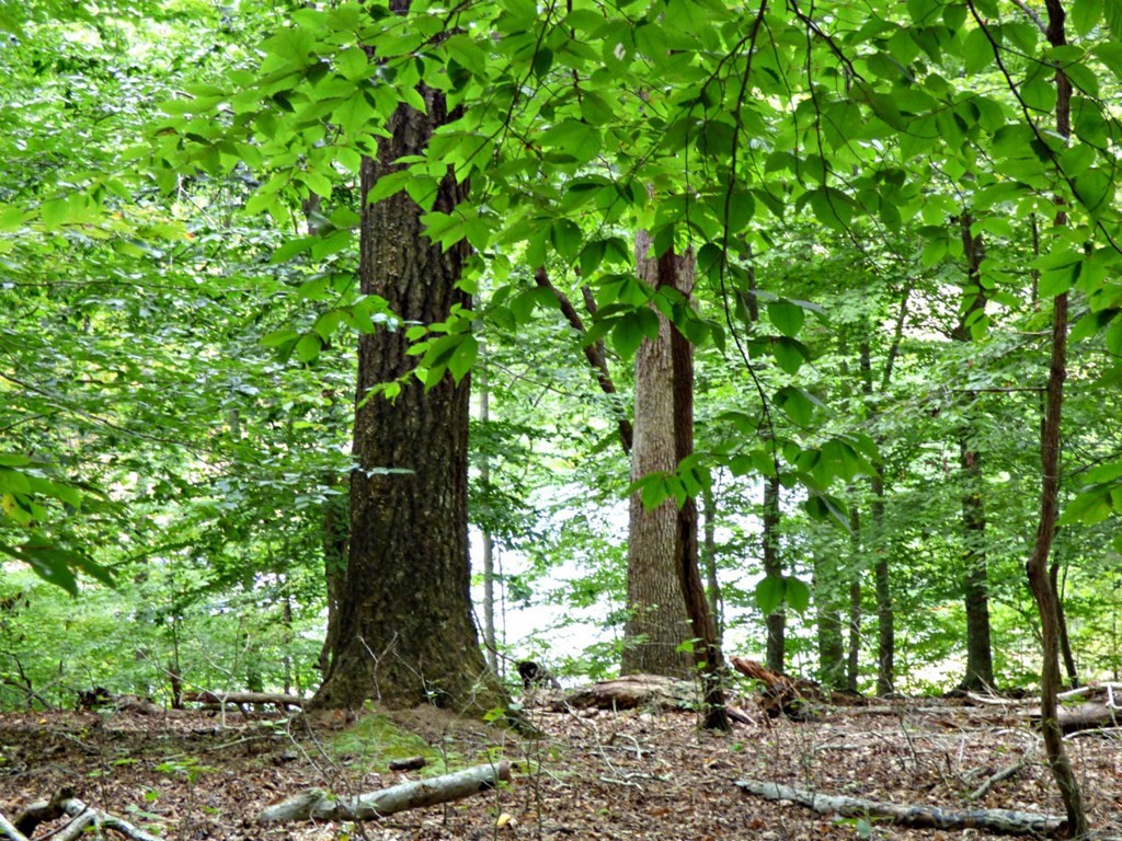 0 Woods Ridge Road Dandridge, TN 37725 - Photo 22 of 25 Gallery Image 22