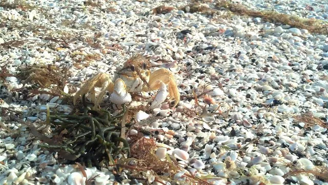 $50,000 | 601 Rotonda Circle, Rotonda West, FL 33947