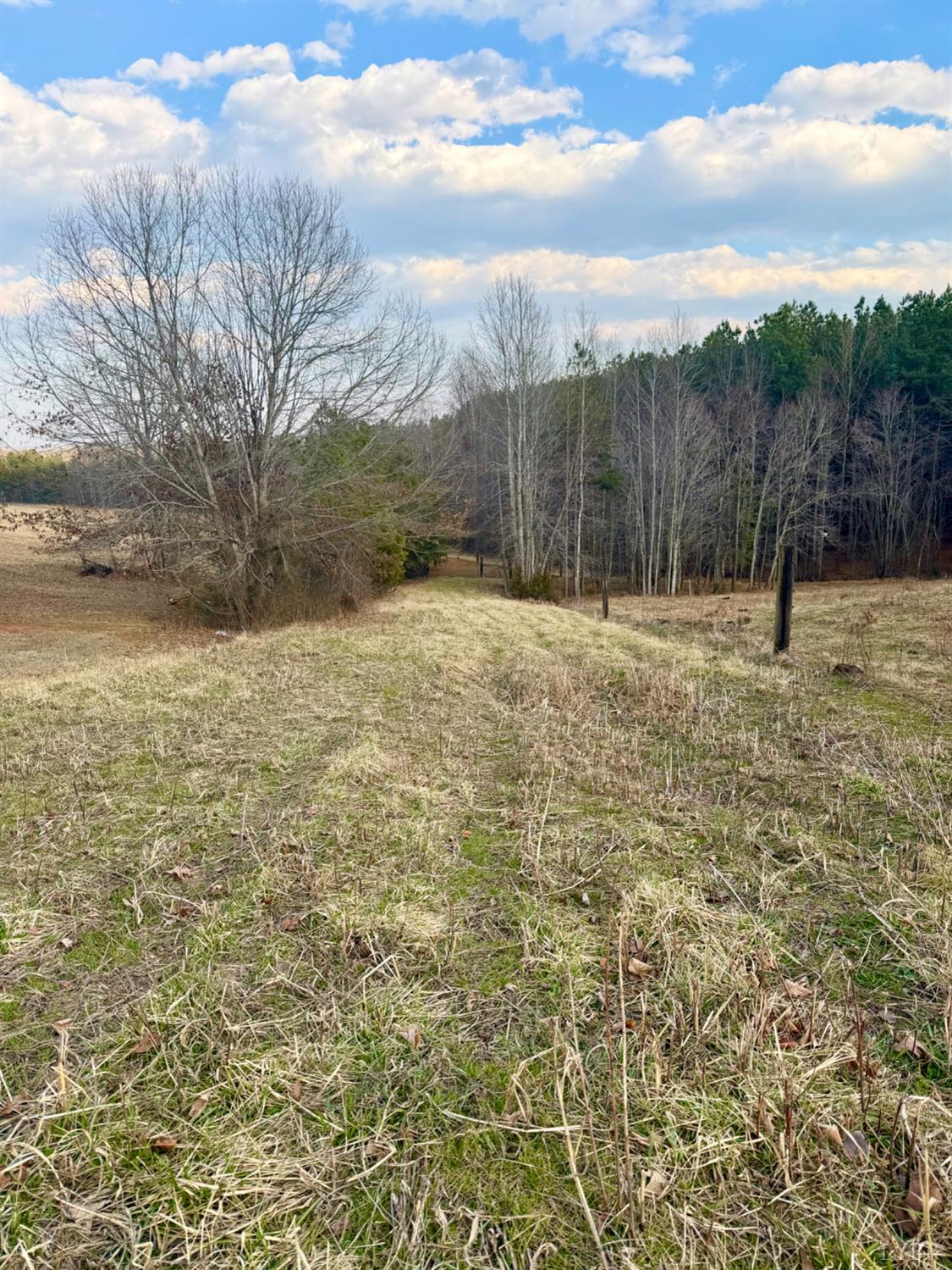 0 East Ferry Road Gladys, VA 24554 - Photo 11 of 45 a view of a yard with a tree