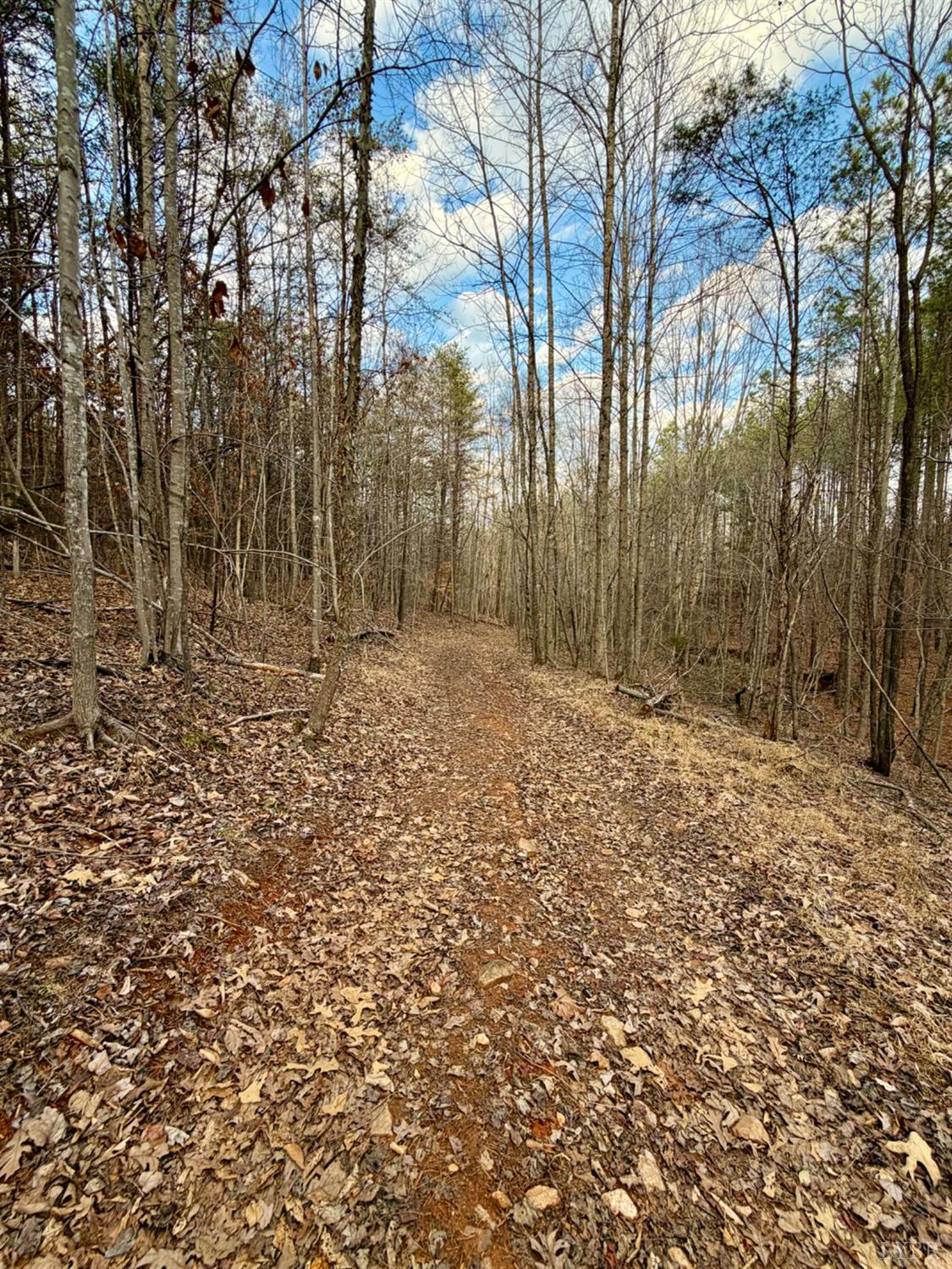 0 East Ferry Road Gladys, VA 24554 - Photo 16 of 45 a backyard of a house with lots of green space