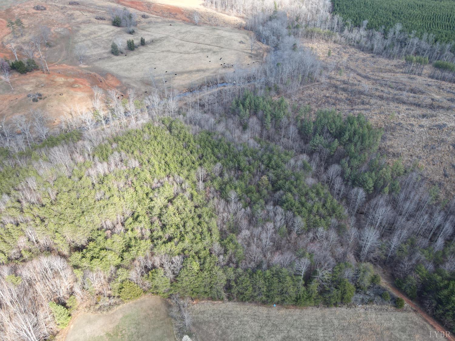 0 East Ferry Road Gladys, VA 24554 - Photo 24 of 45 a close up of a plant with a dry yard