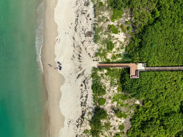 a view of a forest with a tree