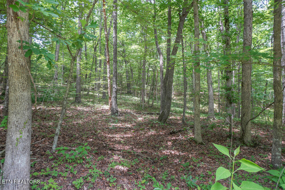 South Peterson Road Tallassee, TN 37878 - Photo 4 of 5 DSC00713