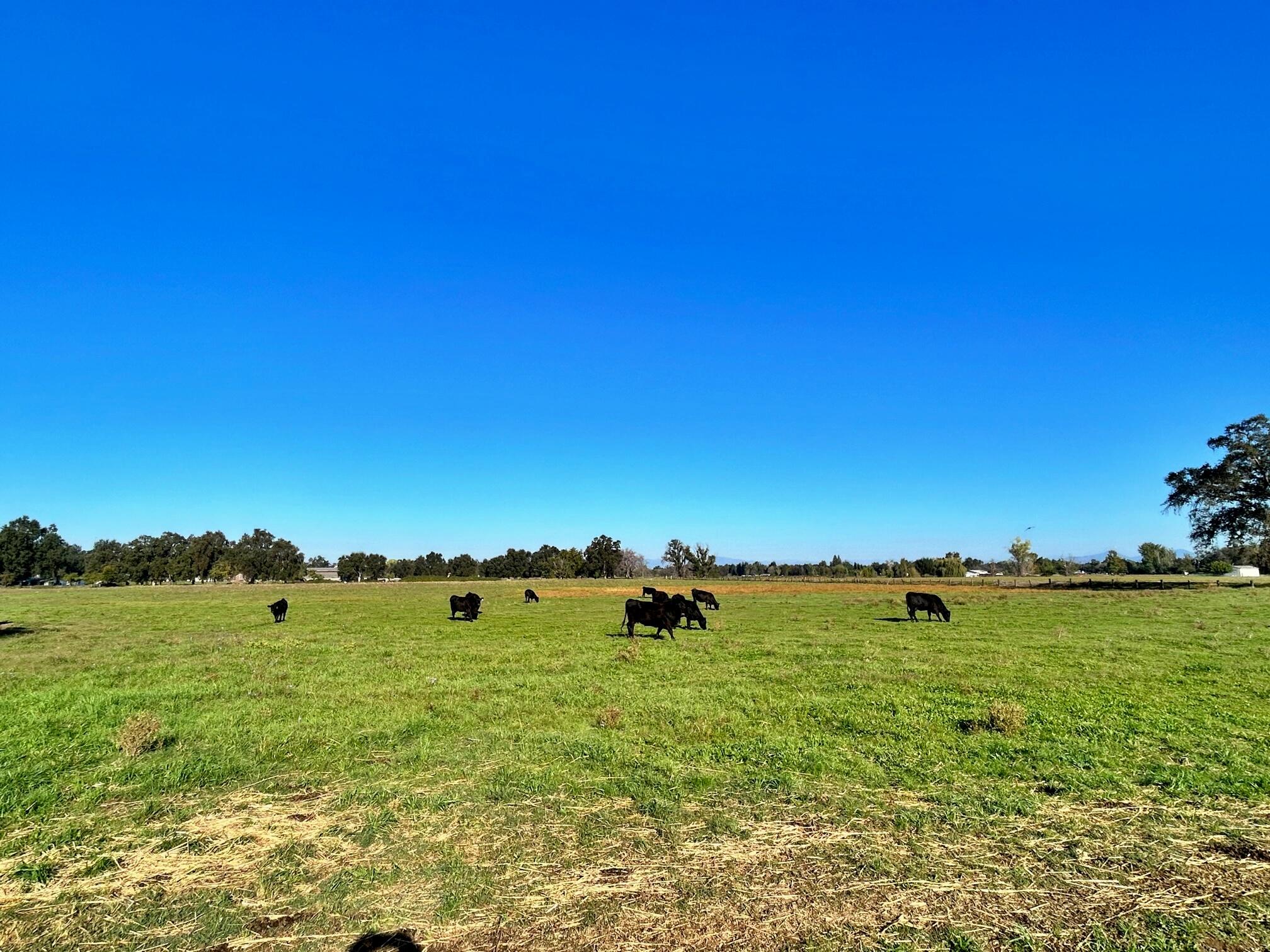 5710 Balls Ferry Road Anderson, CA 96007 - Photo 4 of 39 Pasture