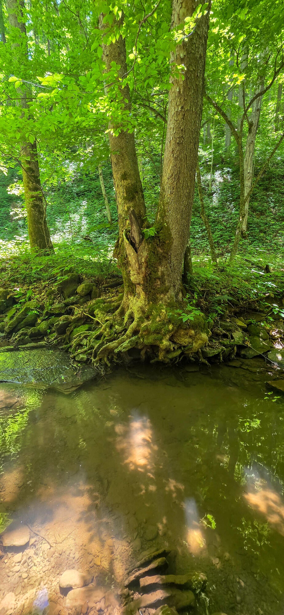 Ellison Ridge Jumping Branch, WV 25969 - Photo 10 of 26 Gallery Image 10