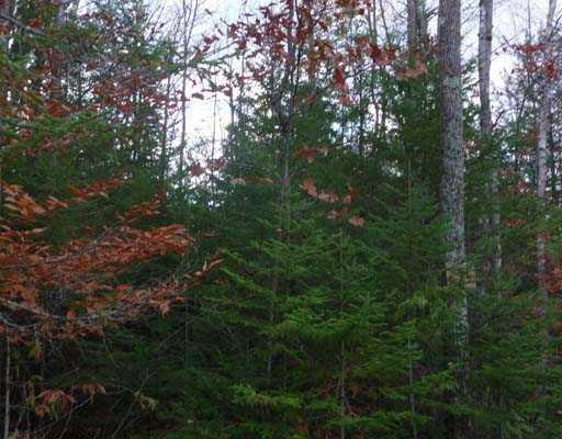 Lot 40 Phillips Road Glenburn, ME 04401 - Photo 10 of 12 Other.