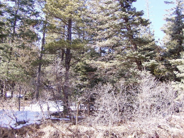 0 North Seymour Lane Rye, CO 81069 - Photo 1 of 1