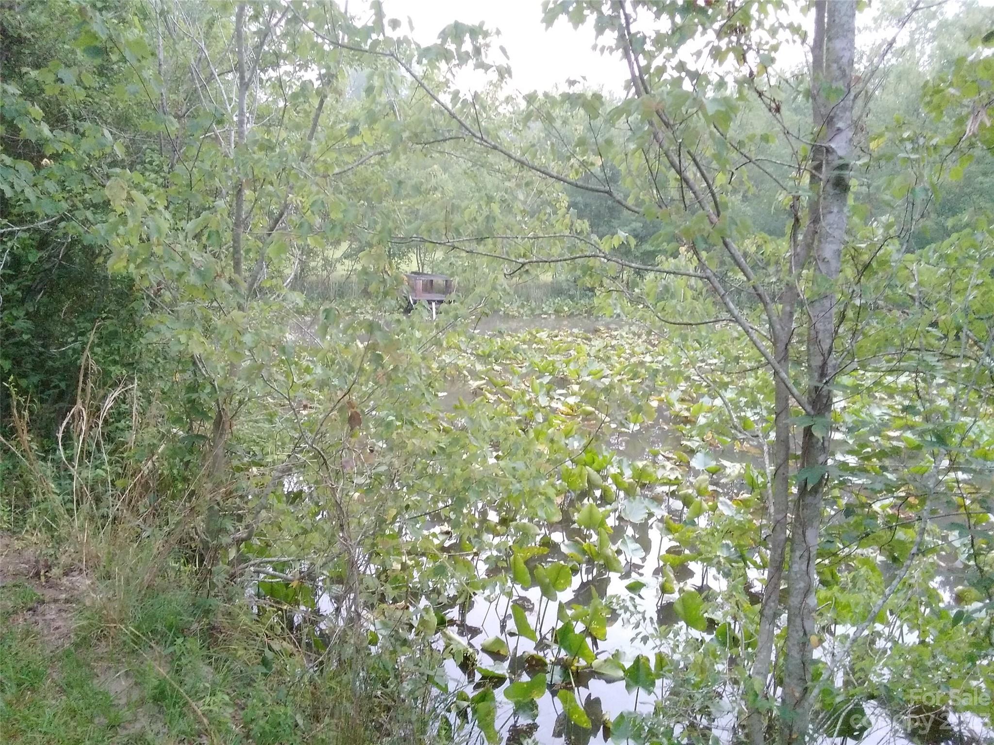 149 Robert Joyner Circle Salley, SC 29137 - Photo 47 of 48 a close up of a tree