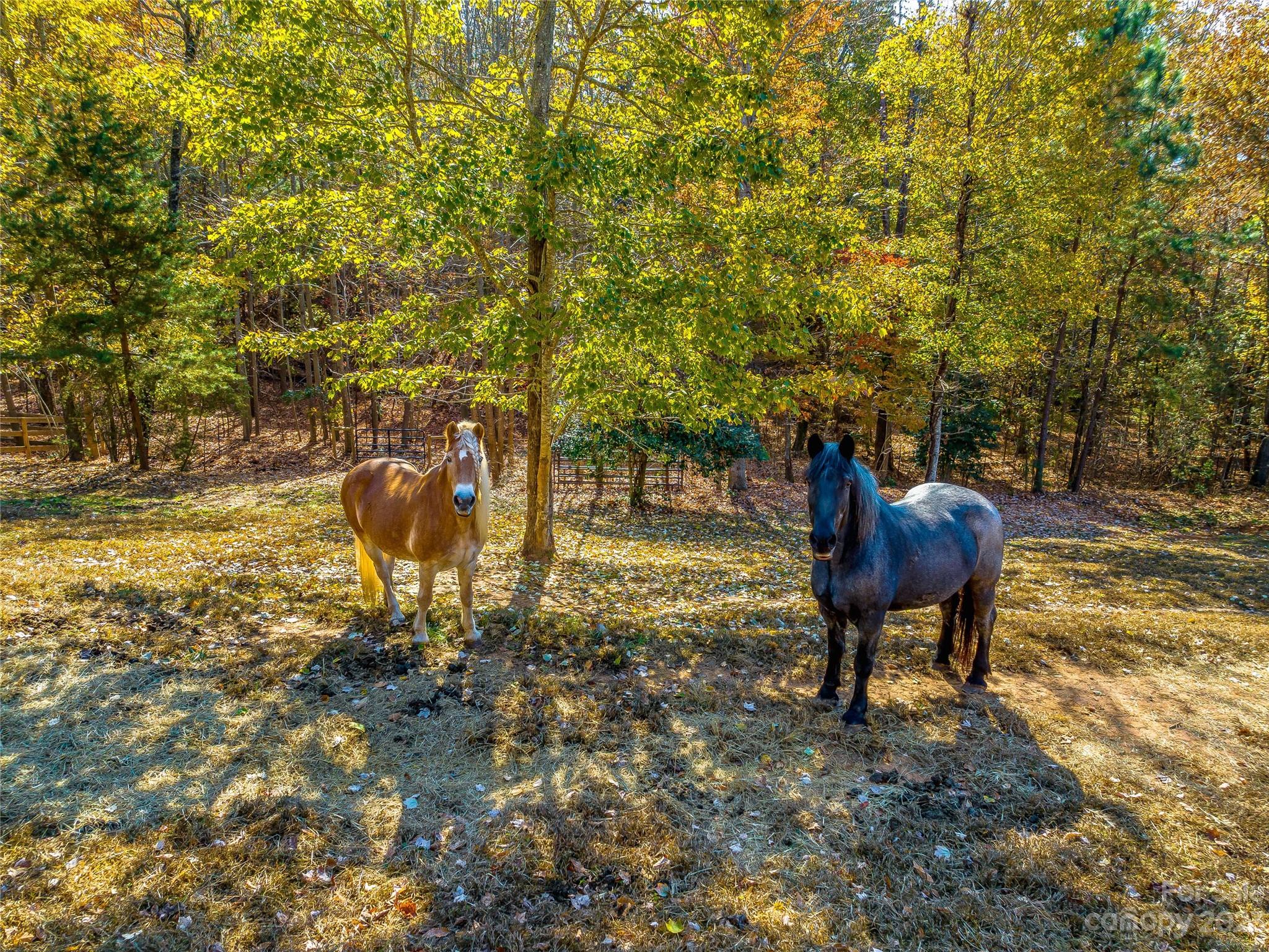 263 Sylvan Lane Mill Spring, NC 28756 - Photo 40 of 45 a view of two chairs in a yard
